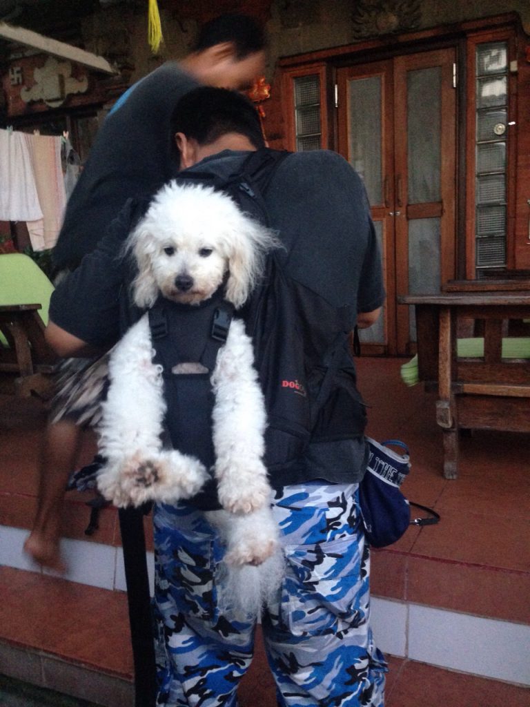 Hundetasche zum Tragen von hunden bis 30kg