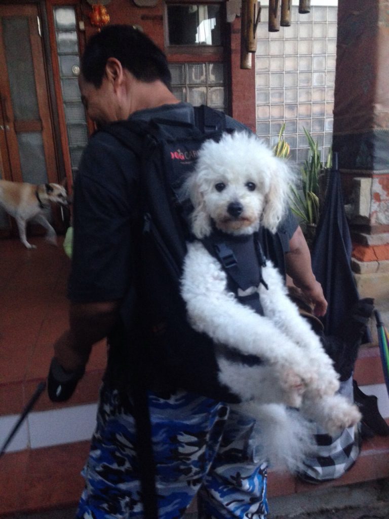 Hier ein behinderter Hund in der Dog carrier Hundettasche