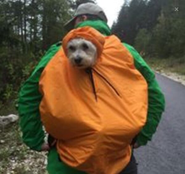 Die Hundetrage von DogCarrier mit Regenschutz als Cape