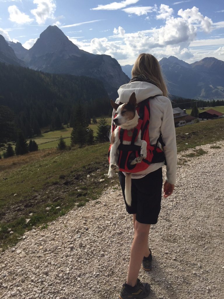 Hundetragerucksack / Hunderucksack bis 10kg Gewichtk