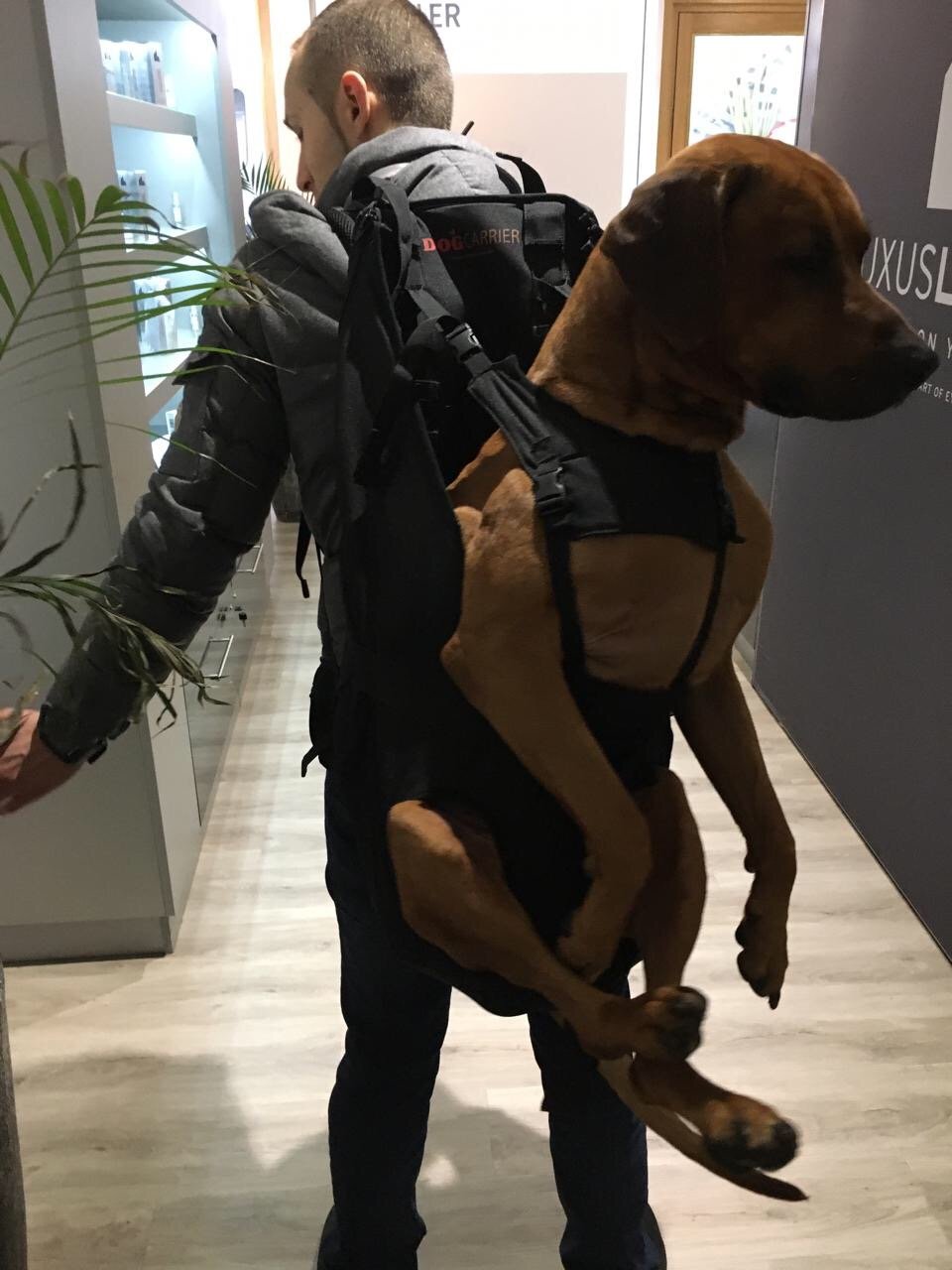 XXL Hunderucksack zum Tragen von Hunden bis 30 kg Gewicht