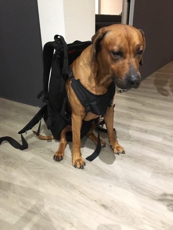 Dog Carrier XXL Hunderucksack für Hunde / Tragetasche für Hunde bis