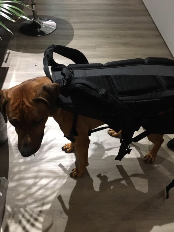Dog Carrier XXL Hunderucksack für Hunde / Tragetasche für Hunde bis