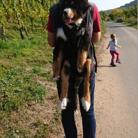 DOG CARRIER XXL REGULARLY 15-30kg!