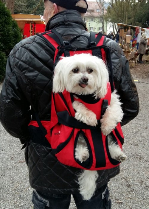 dog rucksack 10kg