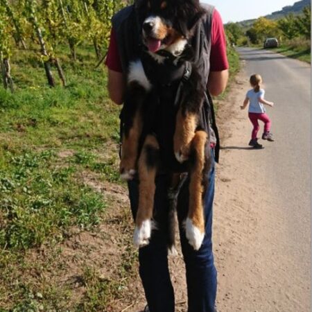Tauschen Sie Ihren BIG (oder BIG&SLIM) gegen den  XXL-SLIM DOG CARRIER