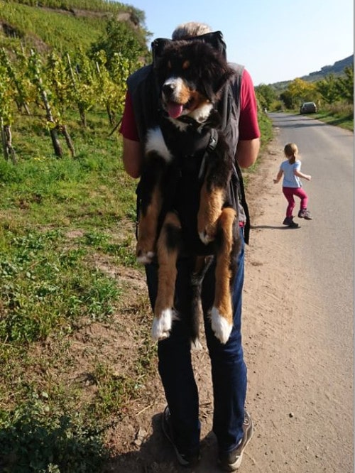 und Motorrad Beine Out vordere Hände frei verstellbar Hund Rucksack Träger für Walking Wandern Fahrrad Pet Dog Carrier Rucksack 