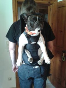 Bulldogge im Rucksack