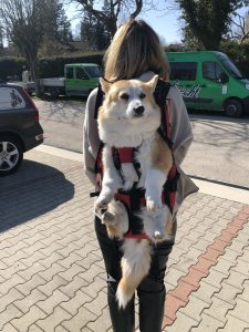 Großen Hund Stadt mitnehmen Rucksack