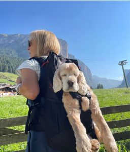 Welpe im Hunderucksack Dog Carrier