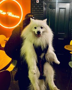 XXL DOG CARRIER zum Tragen von Hunden bis 30kg