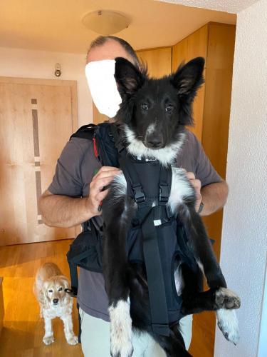 Rezension Dog Carrier Rucksack Hunde